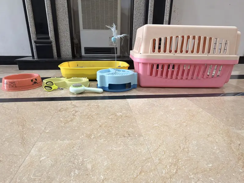 Well maintained persian cats — photo 3