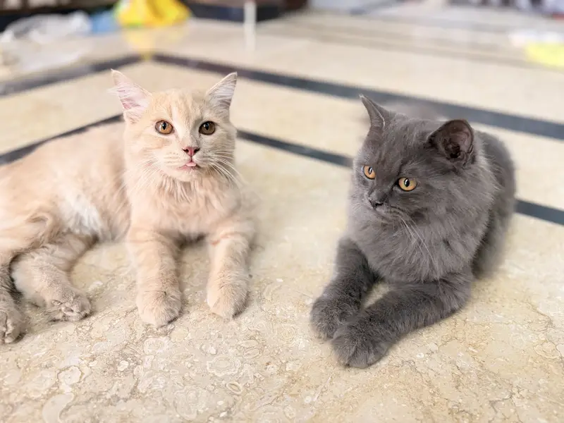 Well maintained persian cats — photo 4