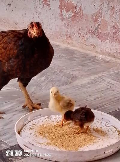 Aseel chicks for sale Homebreed. price 400per chick