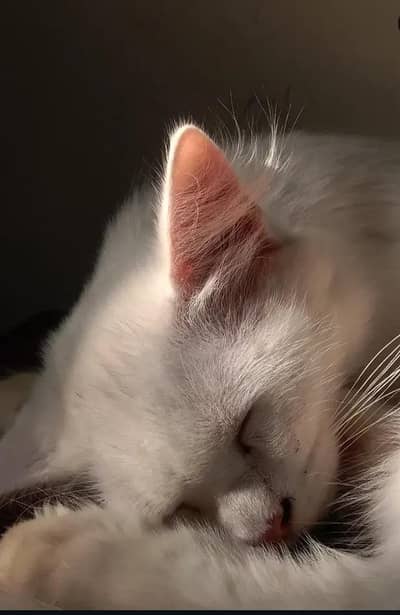 9 Months Male Turkish Angora × Persian Cat – Litter Trained