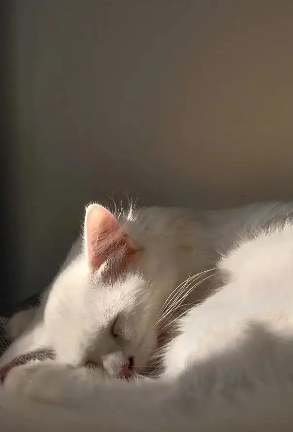 9 Months Male Turkish Angora × Persian Cat – Litter Trained — photo 3