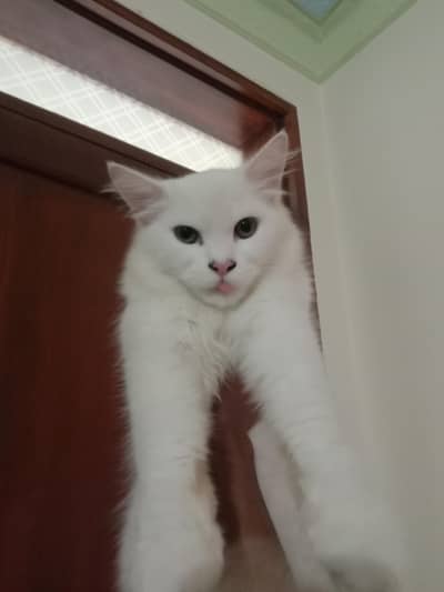 9 Months Male Turkish Angora × Persian Cat – Litter Trained