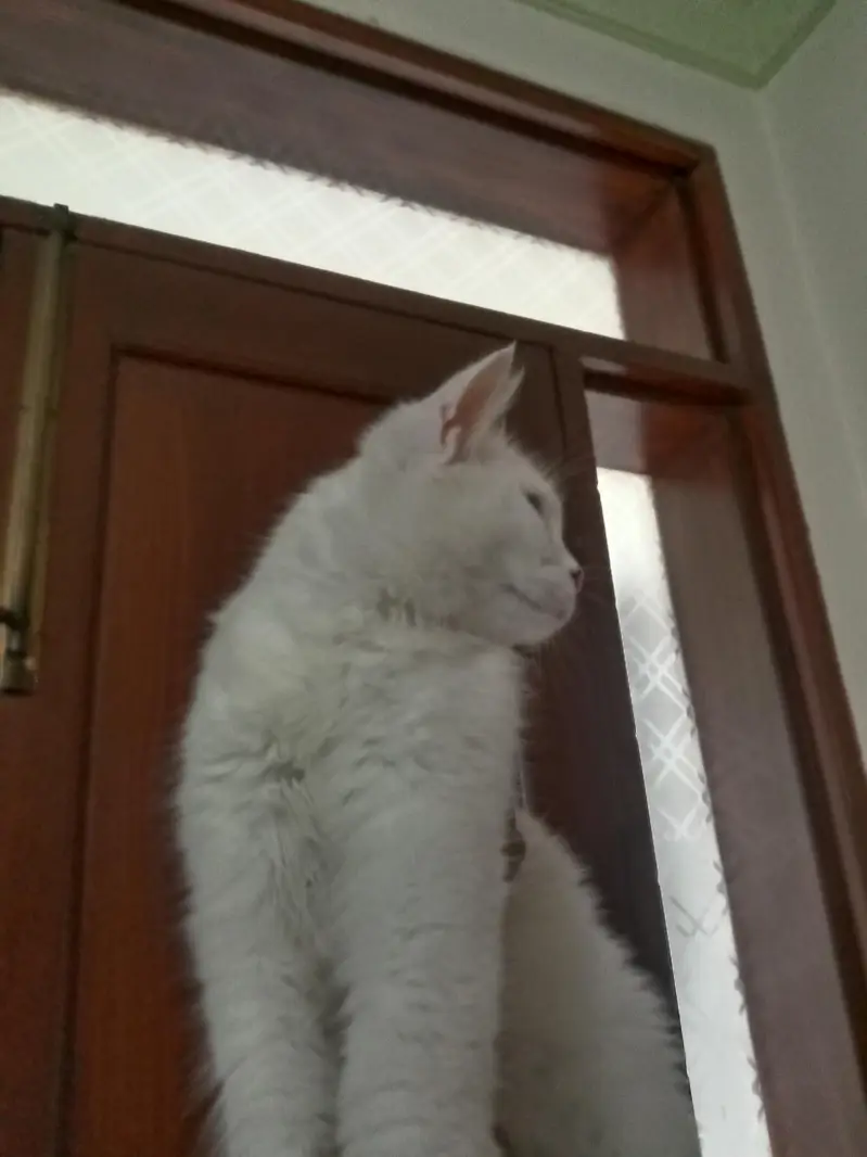 9 Months Male Turkish Angora × Persian Cat – Litter Trained — photo 4