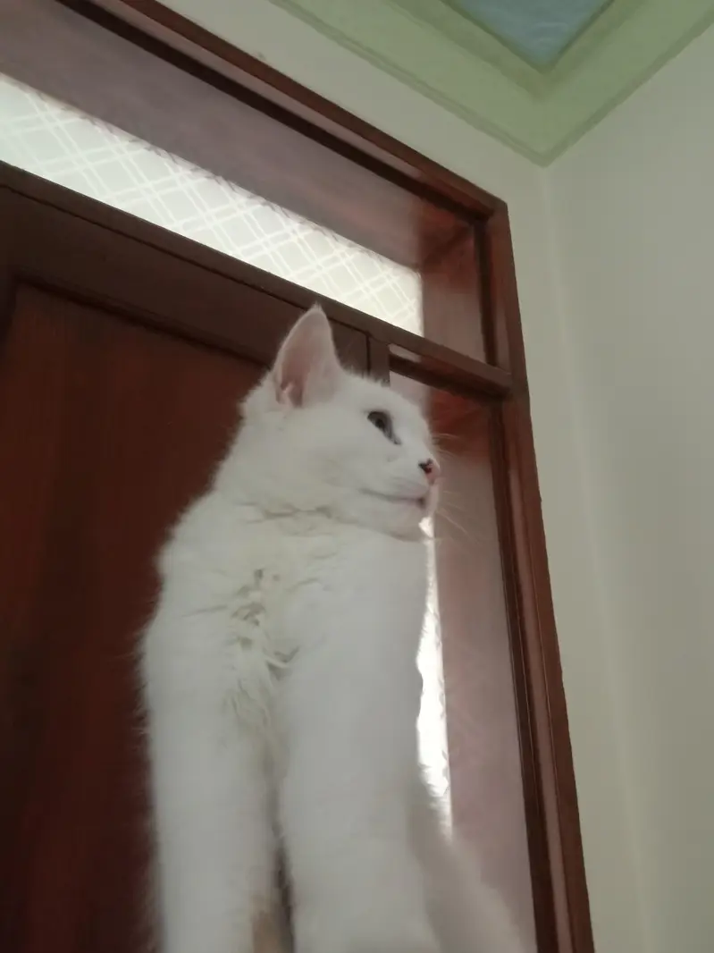 9 Months Male Turkish Angora × Persian Cat – Litter Trained — photo 5