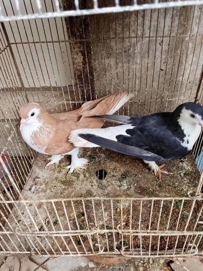 sherazi pair for sell