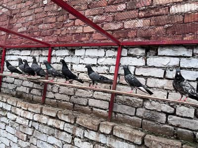Pigeons