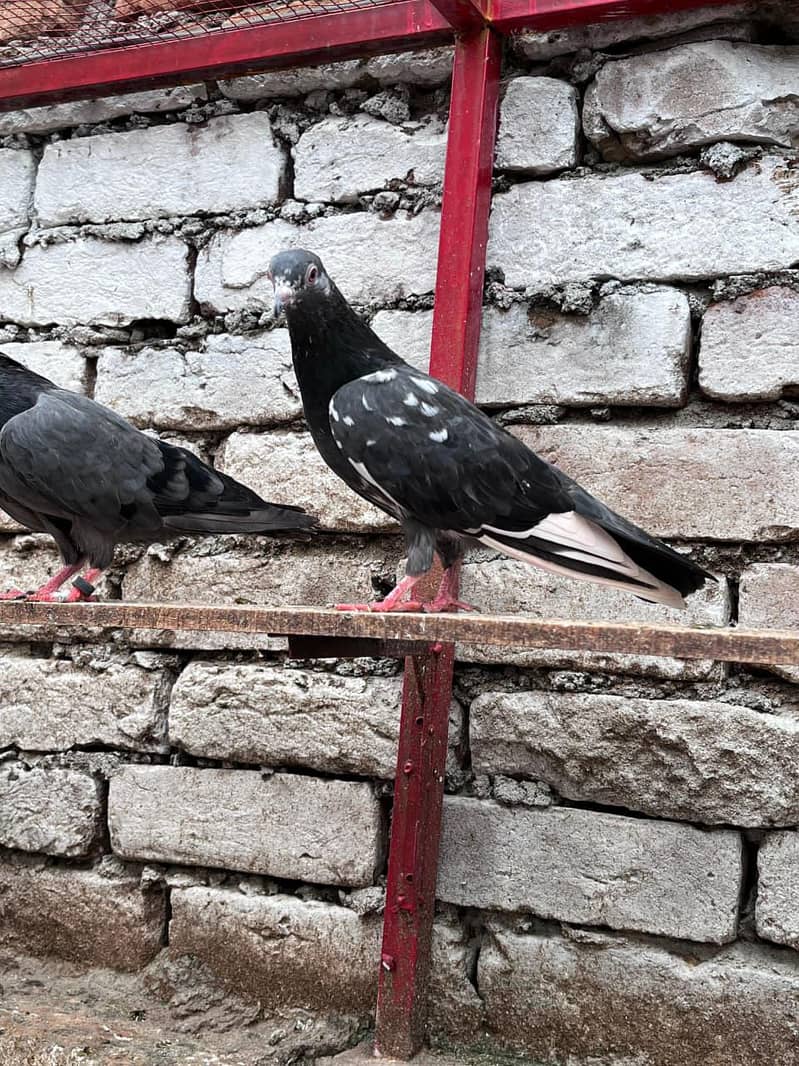Pigeons 1