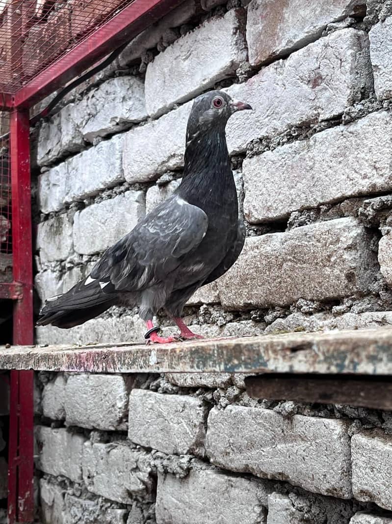 Pigeons 2
