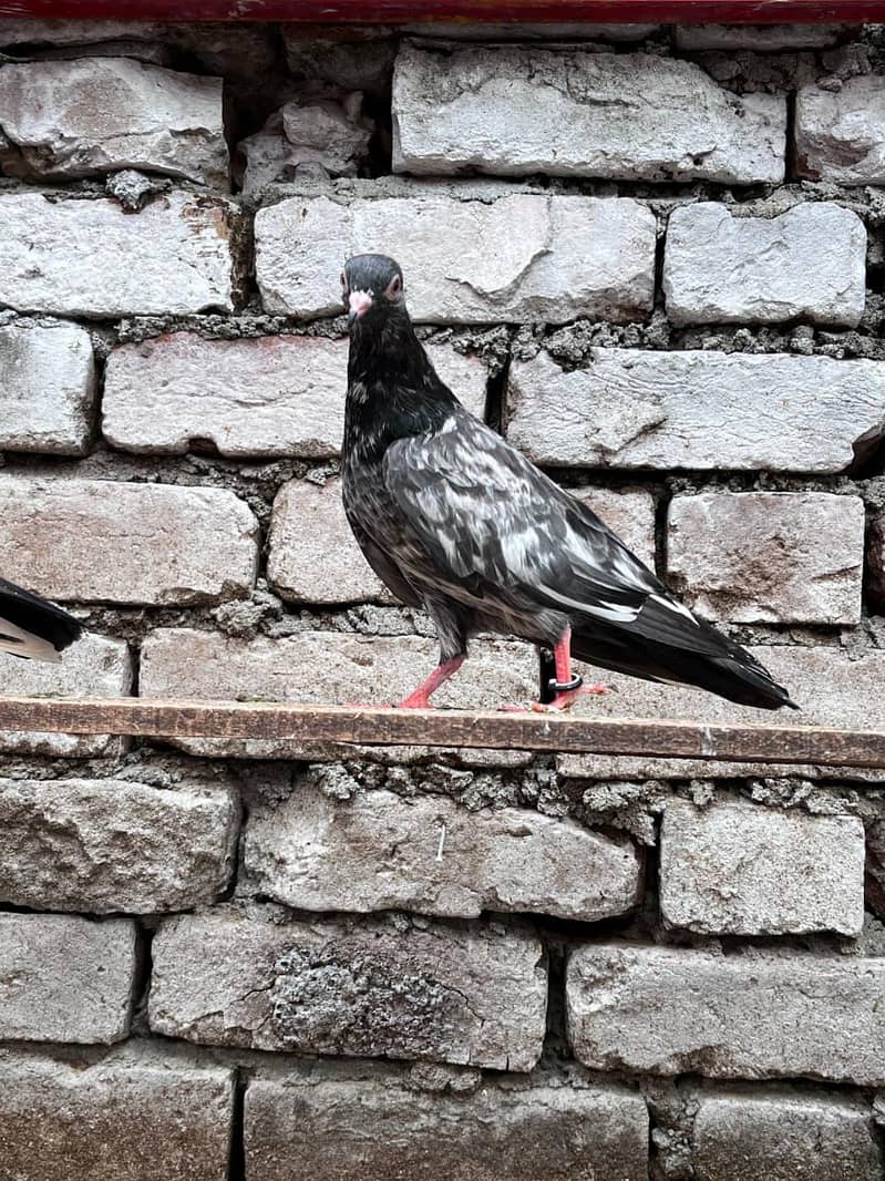 Pigeons 3