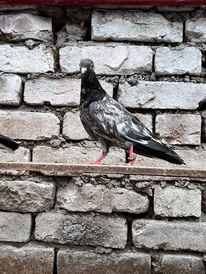 Pigeons — photo 4