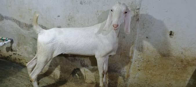 khassi bacha full white acha weigh ur height