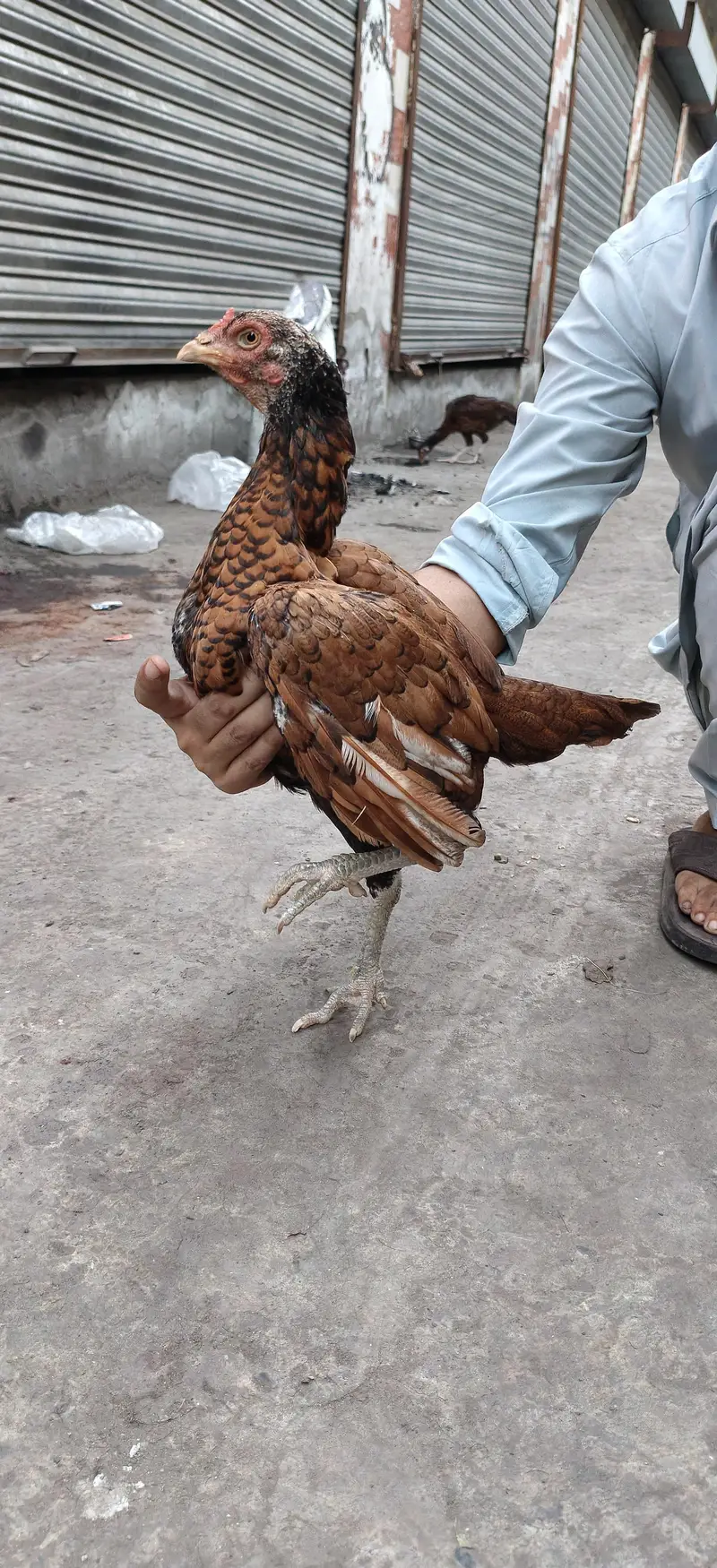 Ando ka ley taiar — photo 2