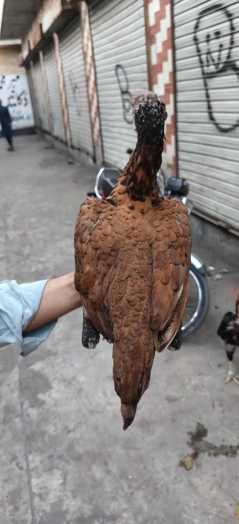 Ando ka ley taiar — photo 4