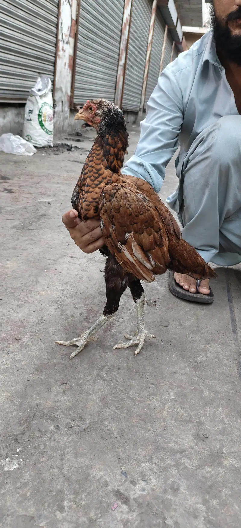 Ando ka ley taiar — photo 6