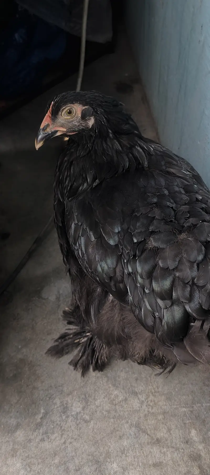 Black heavy buff — photo 2