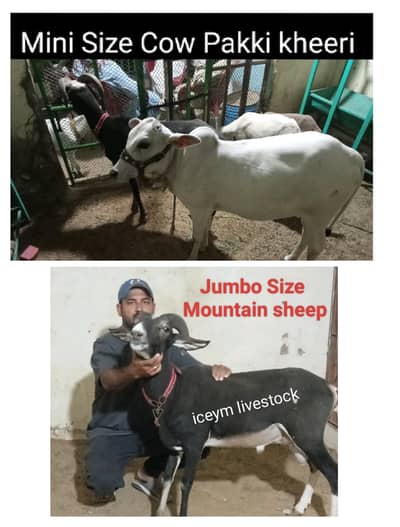 Mini Size Bachiya and Jumbo Size Sheep for 2027
