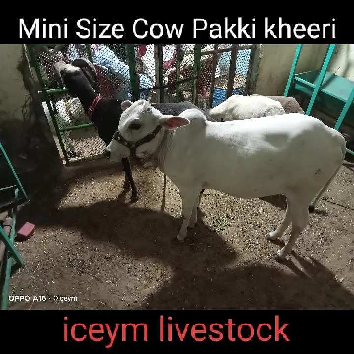 Mini Size Bachiya and Jumbo Size Sheep for 2027 — photo 2
