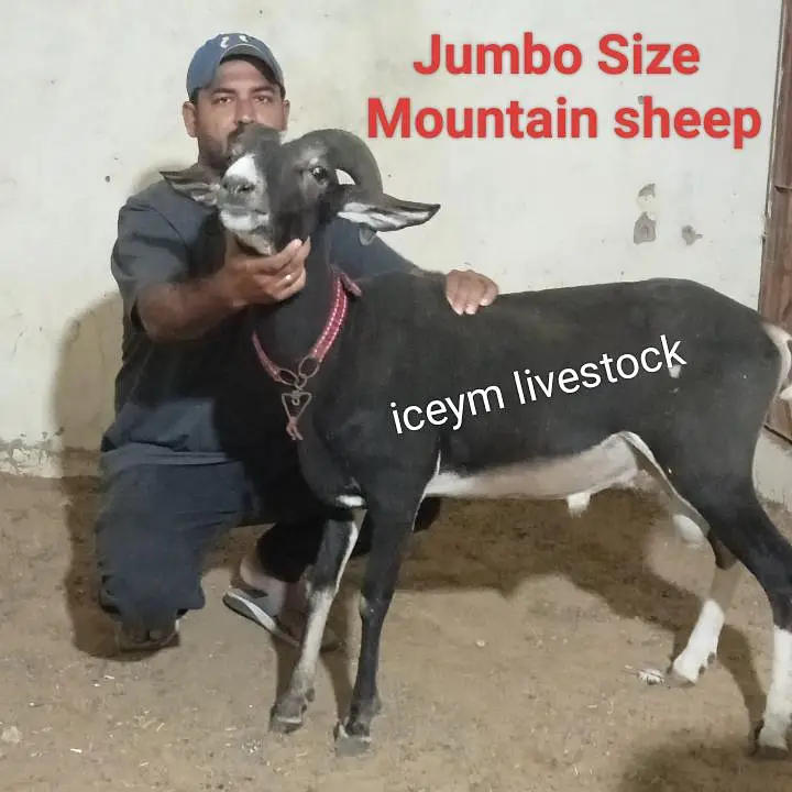 Mini Size Bachiya and Jumbo Size Sheep for 2027 — photo 3