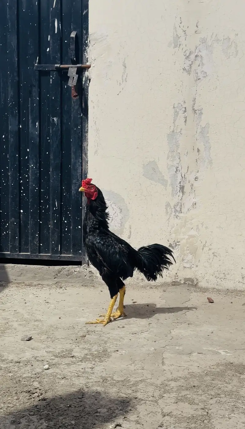 Aseel Mushka for Sale — photo 2