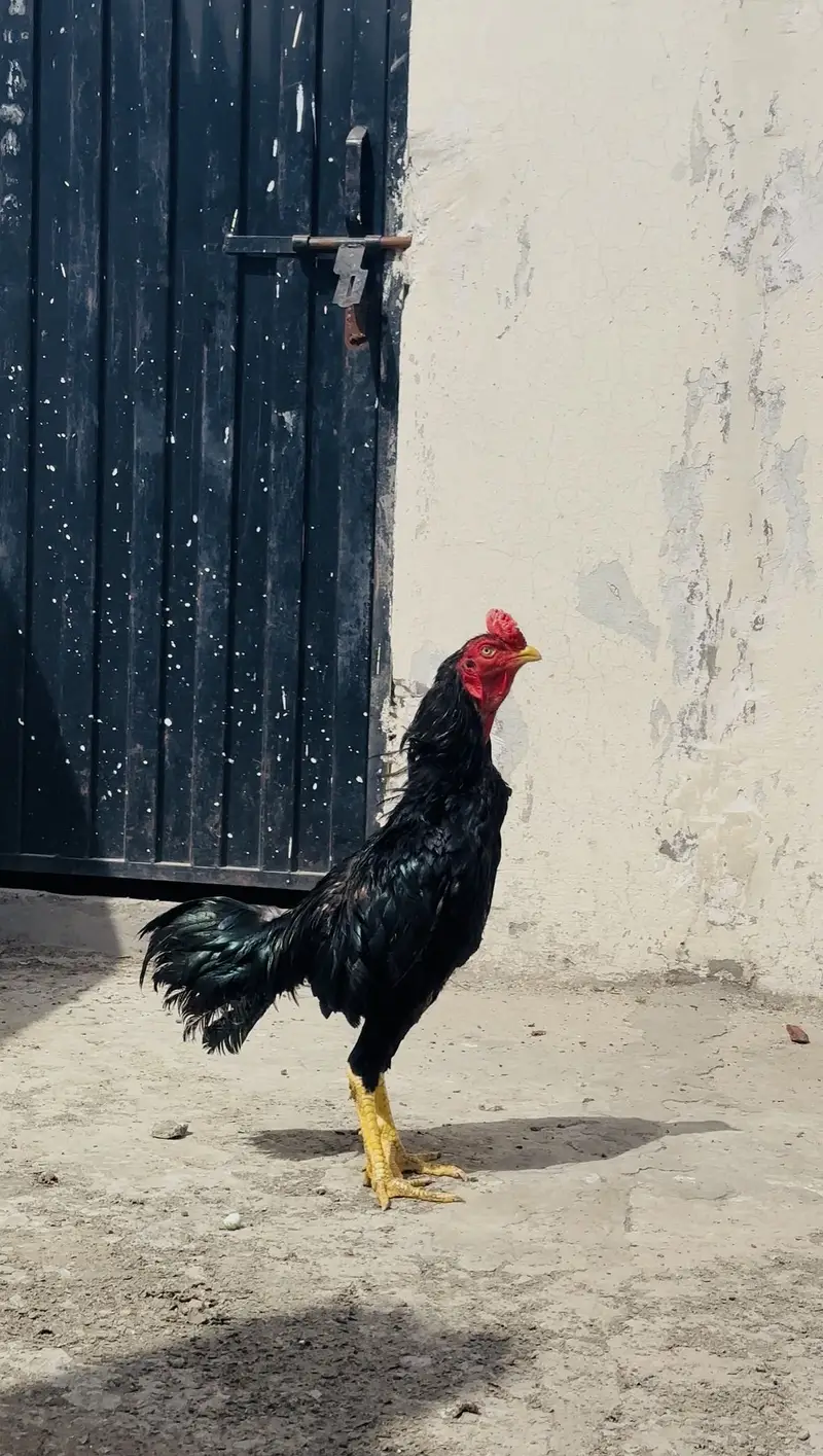 Aseel Mushka for Sale — photo 3
