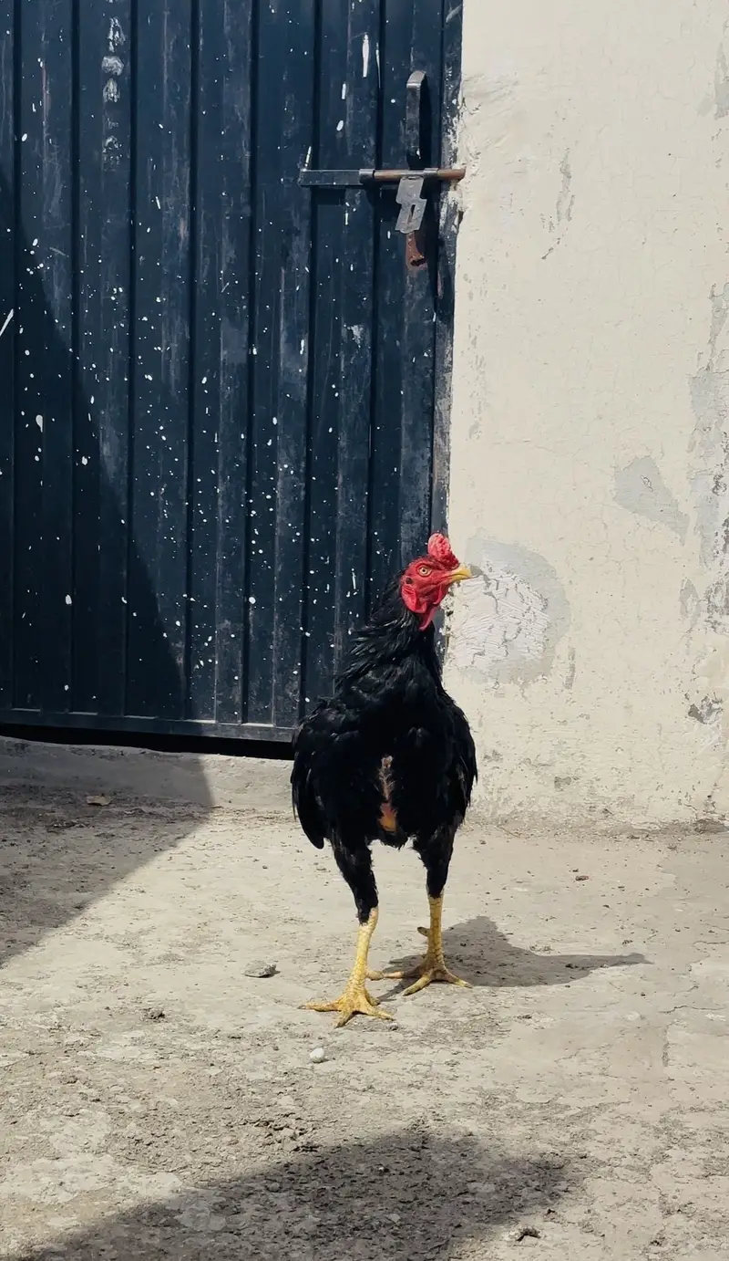 Aseel Mushka for Sale — photo 4