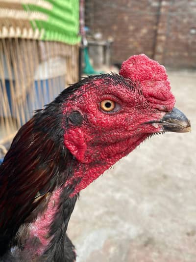 Thai pakoye male for sale