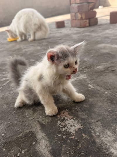 Persian kittens pair