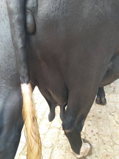 Gabban Bhains for sale
