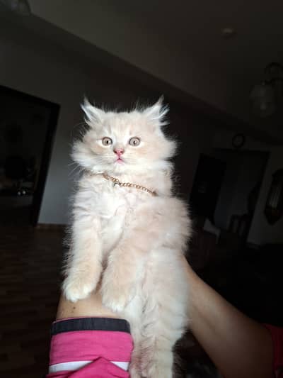 3 Persian kittens for sale