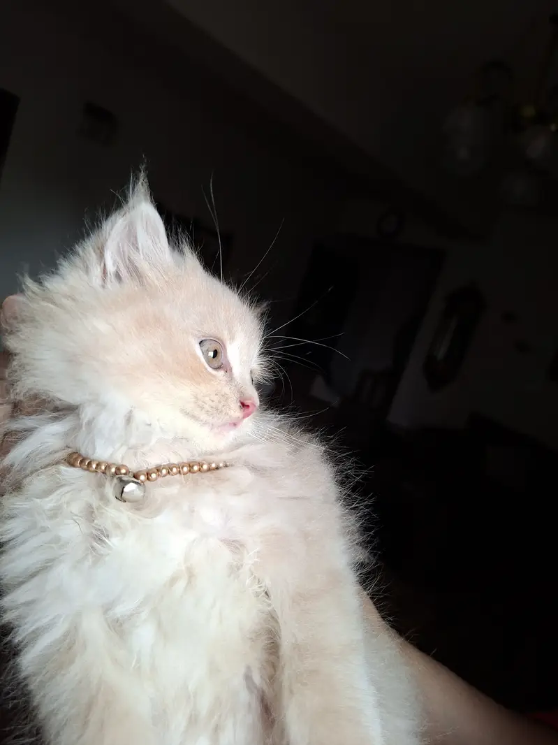 3 Persian kittens for sale — photo 2