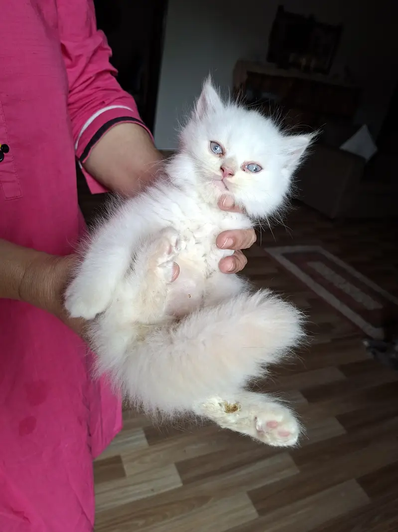 3 Persian kittens for sale — photo 3
