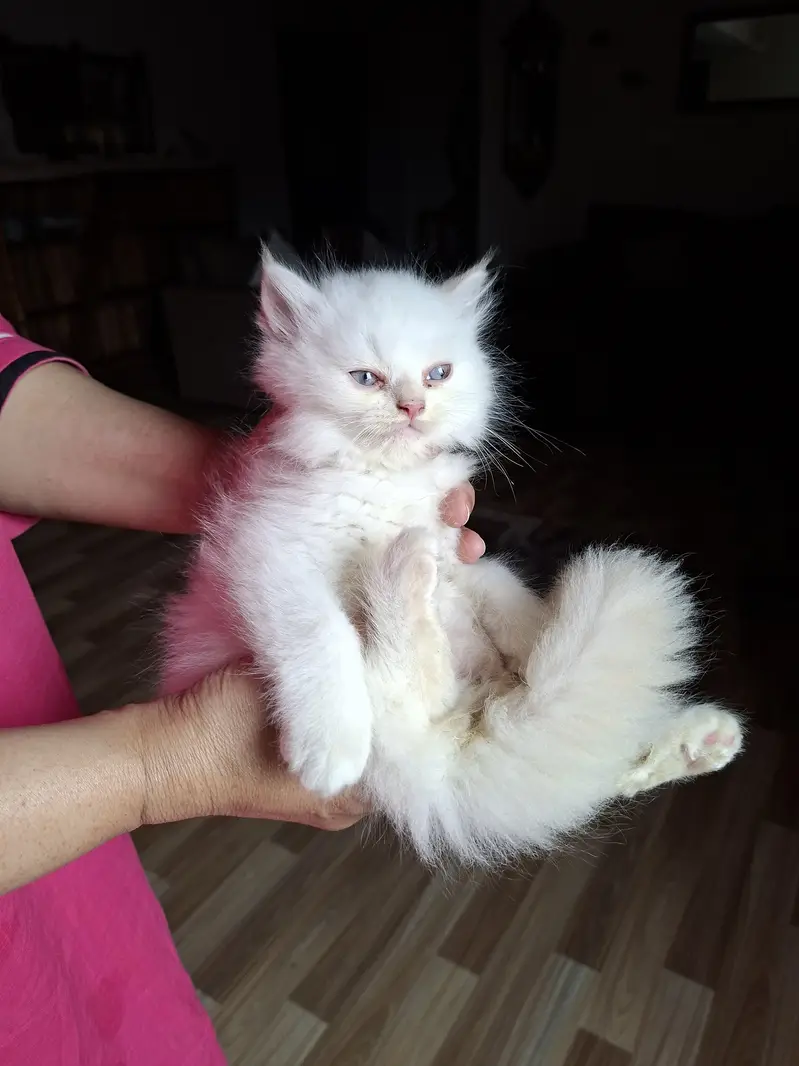 3 Persian kittens for sale — photo 4