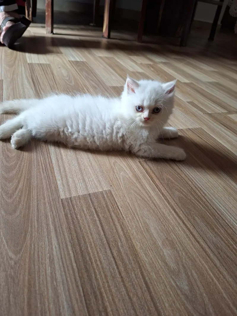 3 Persian kittens for sale — photo 6