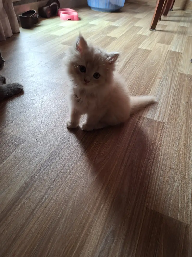 3 Persian kittens for sale — photo 7