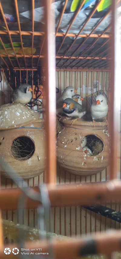 4 pairs finches 4000