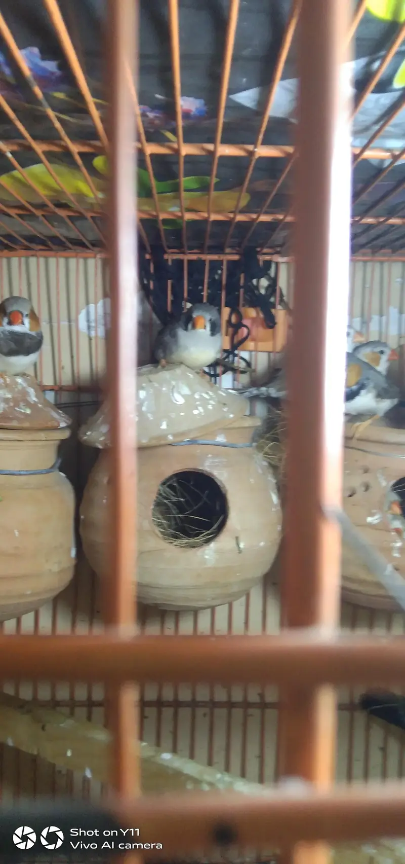 4 pairs finches 4000 — photo 2