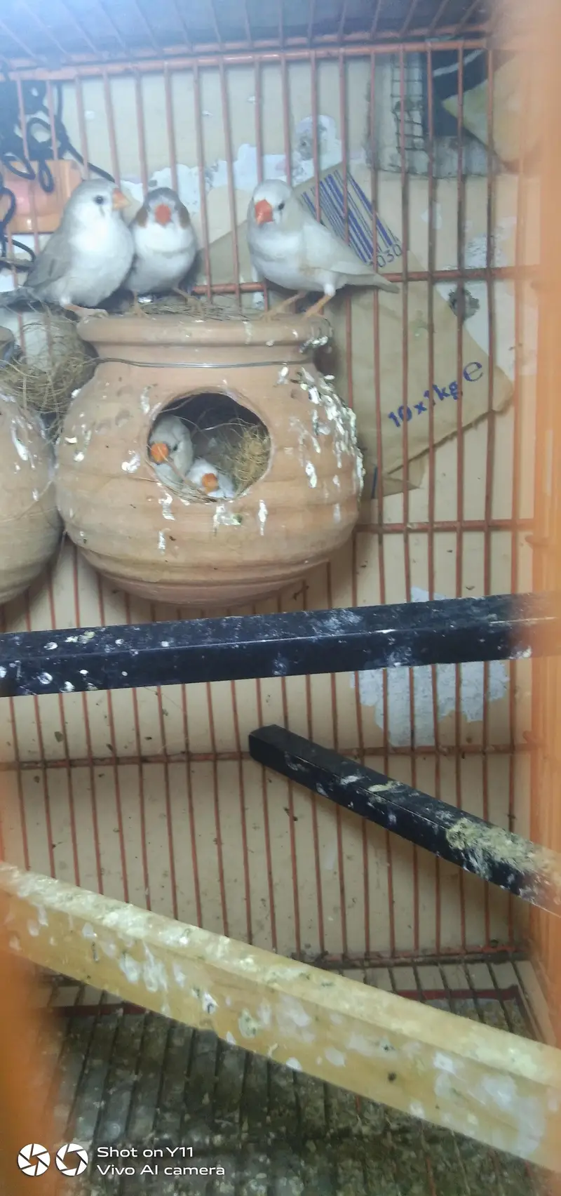 4 pairs finches 4000 — photo 3