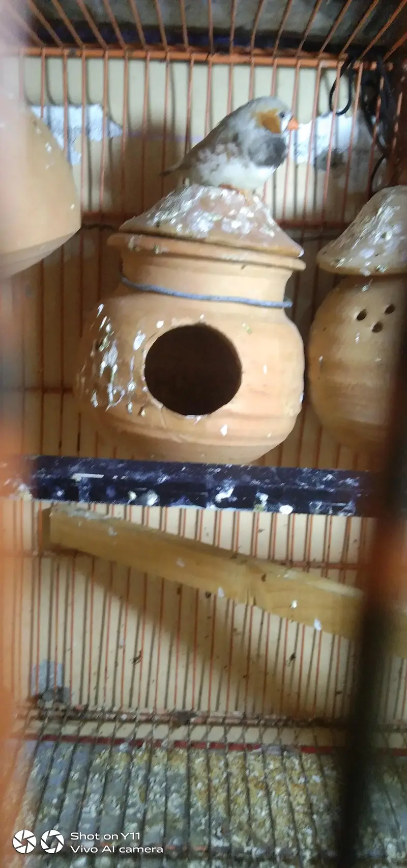 4 pairs finches 4000 — photo 4