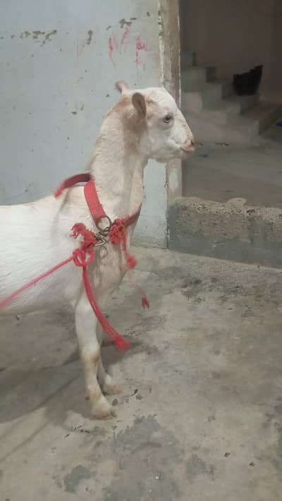 6.5 months ka bakra hai full active hai