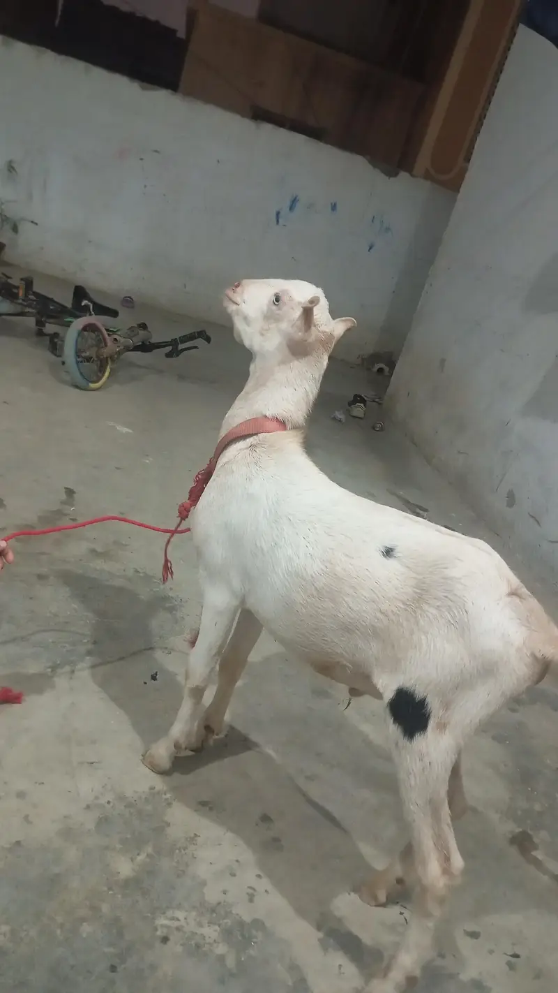 6.5 months ka bakra hai full active hai — photo 2