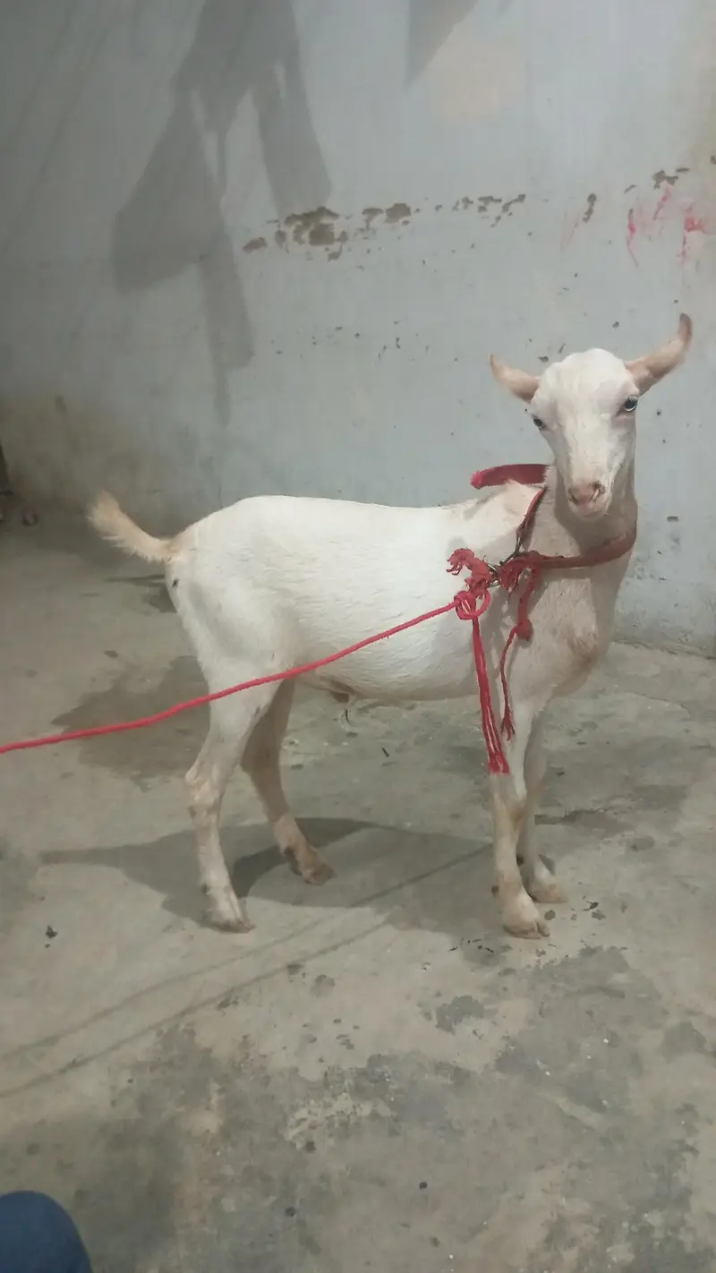 6.5 months ka bakra hai full active hai — photo 3