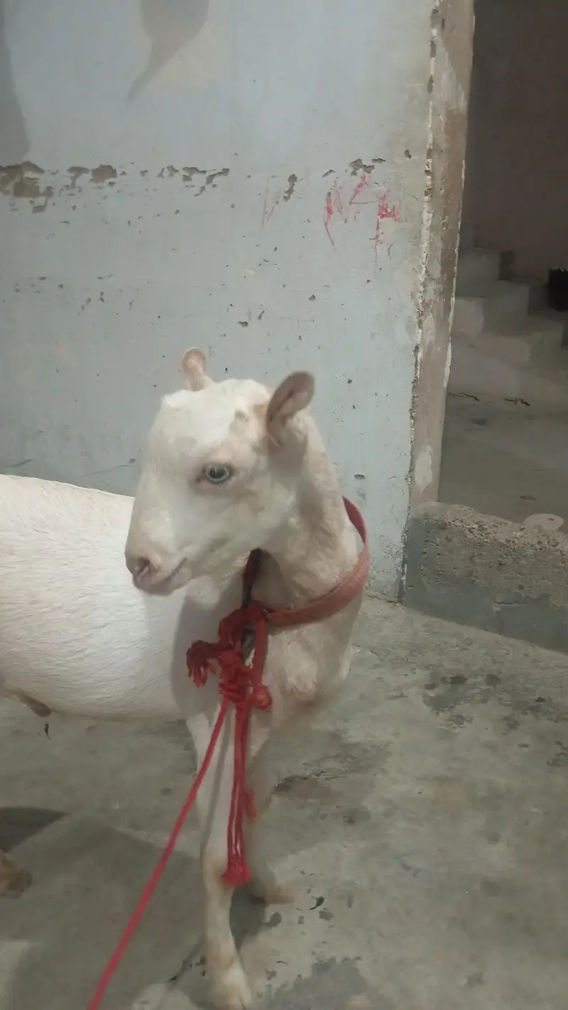 6.5 months ka bakra hai full active hai — photo 4