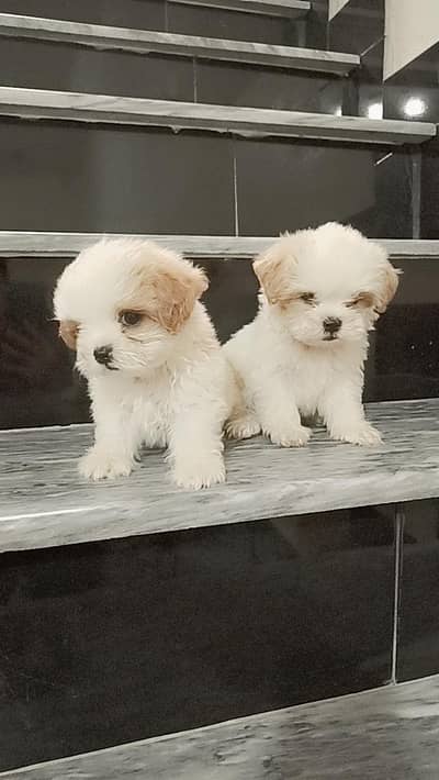 Heavy Bone Structure Import Quality Shih Tzu Puppies