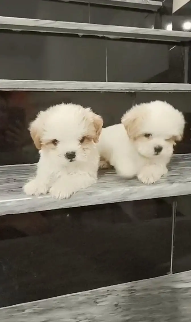 Heavy Bone Structure Import Quality Shih Tzu Puppies — photo 2
