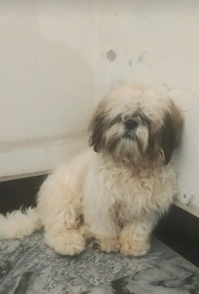 Heavy Bone Structure Import Quality Shih Tzu Puppies — photo 3