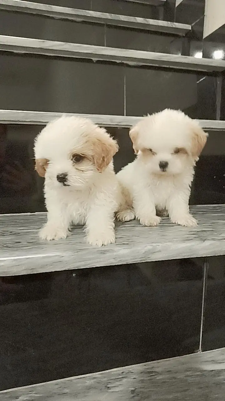 Heavy Bone Structure Import Quality Shih Tzu Puppies — photo 5