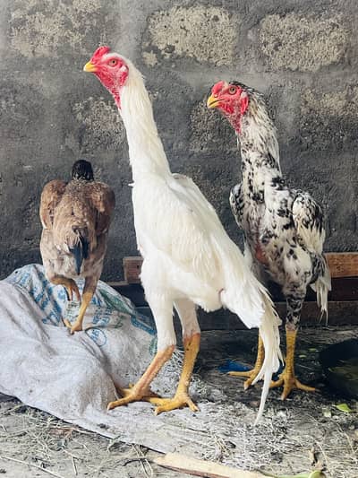 German Shamo High Quality Birds | 7 Months | Healthy | White & Cheena