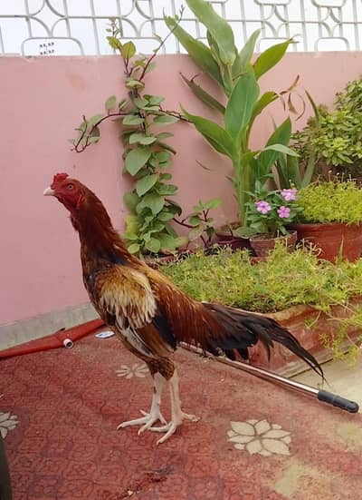 miyawali peela murga