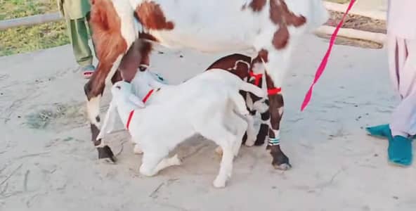 3 Bacchon Ka Sath Desi Bakri For Sale call _03203194073