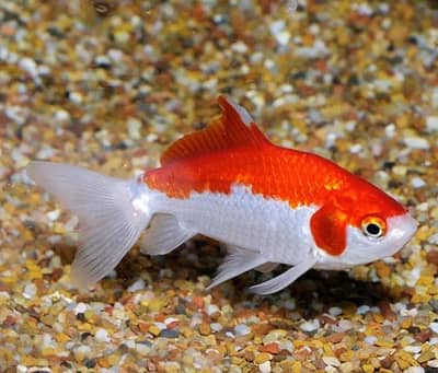 GoldFish+Aquarium